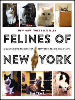 Felines of New York: A Glimpse Into the Lives of New York's Feline Inhabitants