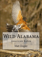 Wild Alabama: American Robin