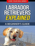 Labrador Retrievers Explained - A Beginner’s Guide