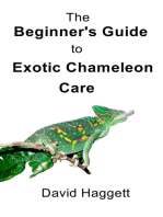 The Beginner's Guide to Exotic Chameleon Care