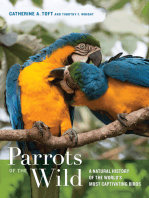 Parrots of the Wild