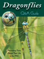 Dragonflies: Q&A Guide: Fascinating Facts About Their Life in the Wild
