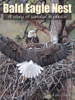 Bald Eagle Nest: A Story of Survival in Photos