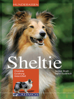 Sheltie: Charakter, Erziehung, Gesundheit