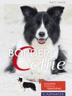 Border Collie: Charakter, Erziehung, Gesundheit.