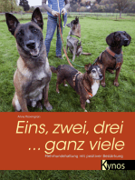 Eins, zwei, drei ... ganz viele: Mehrhundehaltung mit positiver Bestärkung