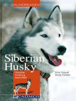 Siberian Husky: Charakter, Erziehung, Gesundheit