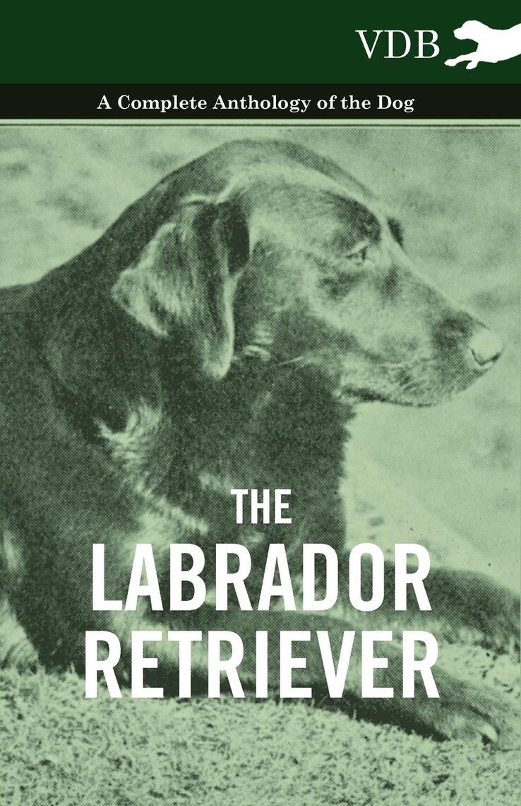 The Labrador Retriever - A Complete Anthology of the Dog by Read Books ...