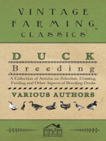 Duck Breeding - A Collection of Articles on Selection, Crossing, Feeding and Other Aspects of Breeding Ducks