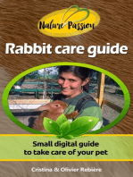 Rabbit care guide