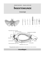 Insektenkunde: Entomologie