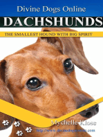 Dachshund