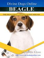 Beagle