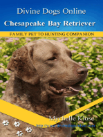 Chesapeake Bay Retriever