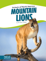 Mountain Lions