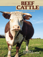 Beef Cattle