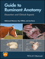 Guide to Ruminant Anatomy: Dissection and Clinical Aspects