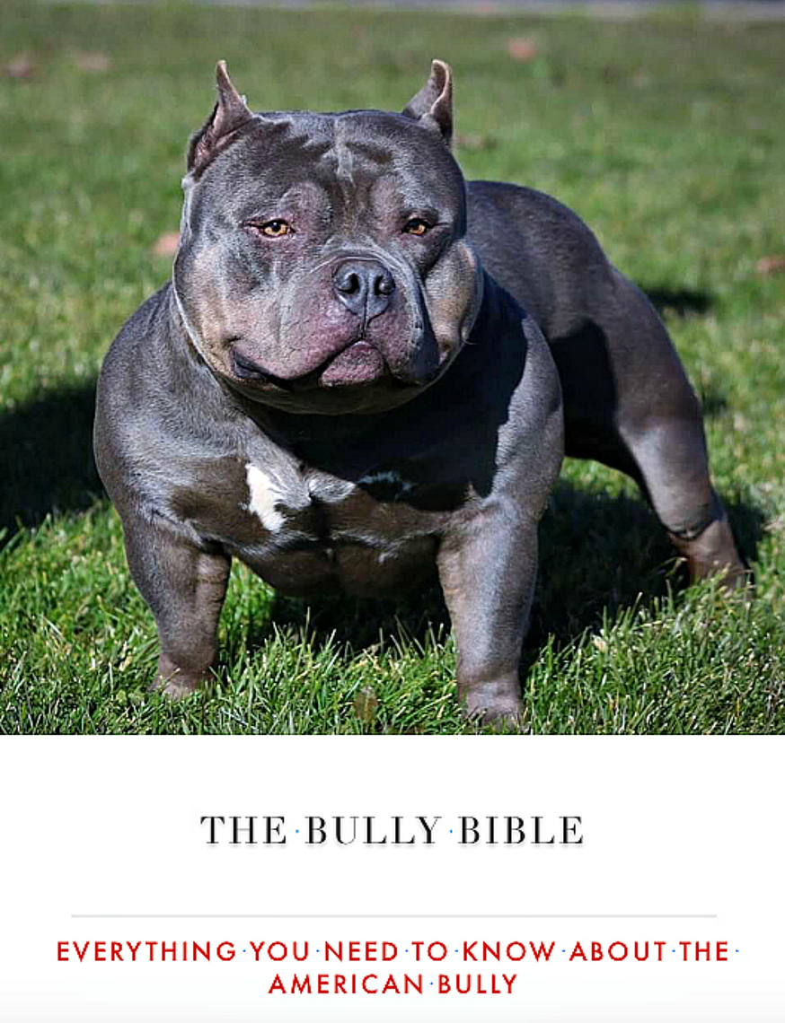 American Pit Bull Terrier Standard Bully Size American Pit Bull