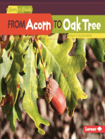 From Acorn to Oak Tree