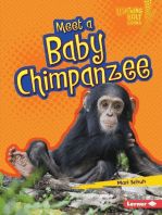 Meet a Baby Chimpanzee