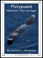 Platypuses: Mammals That Lay Eggs
