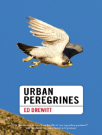 Urban Peregrines