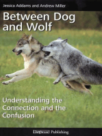 BETWEEN DOG AND WOLF: UNDERSTANDING THE CONNECTION AND THE CONFUSION