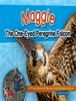 Maggie the One-Eyed Peregrine Falcon