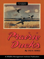 Prairie Ducks