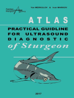 Practical guideline for ultrasound diagnostic of sturgeon