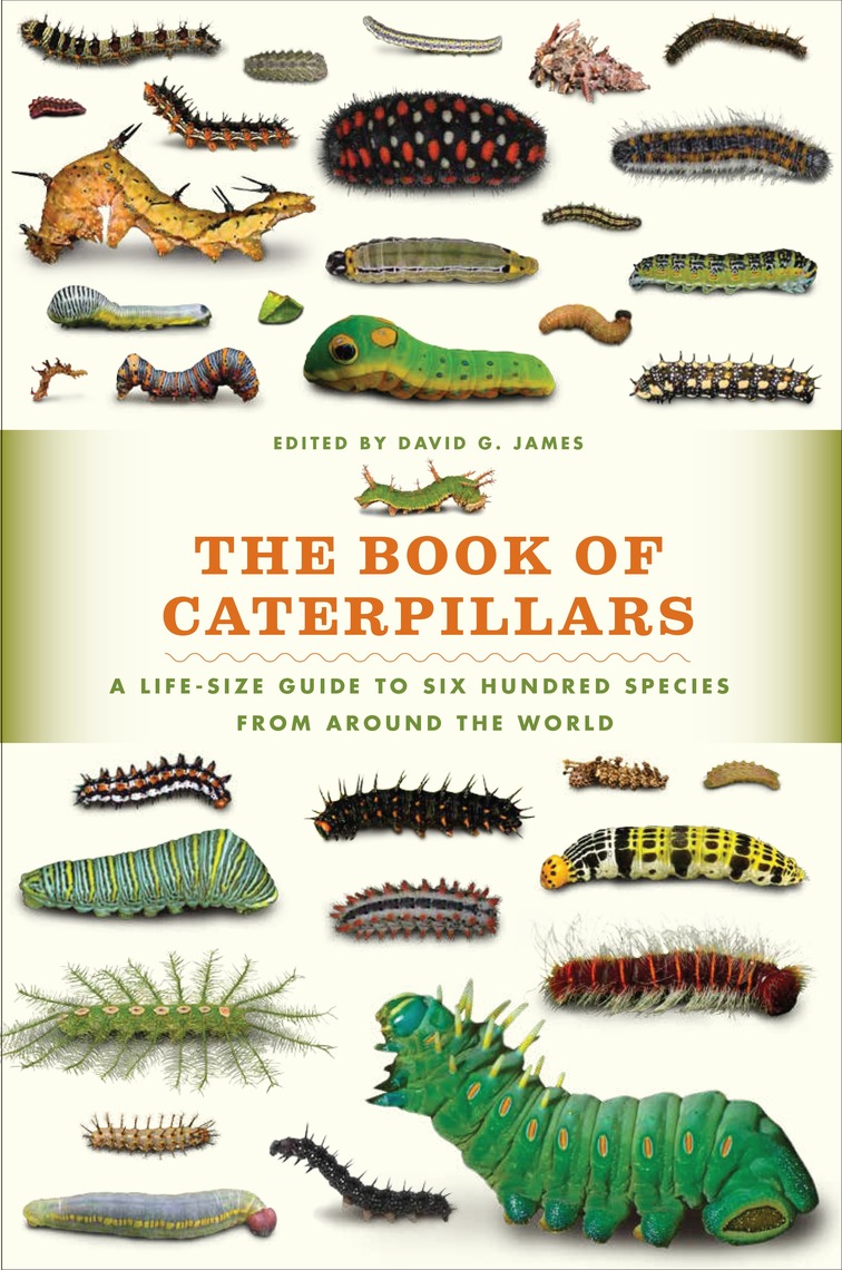 Read The Book Of Caterpillars Online By University Of Chicago Press Books