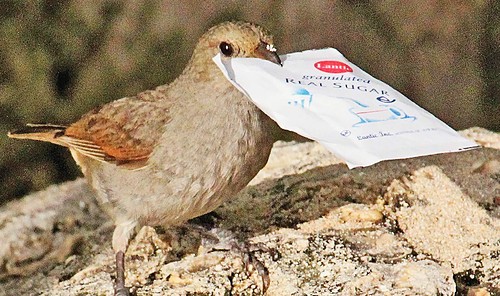 Birds That Can Open Sugar Packets Hint At Evolution Of Intelligence ...