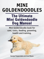 Mini Goldendoodle. Miniature Goldendoodle Owners manual.