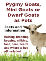 Pygmy Goats as Pets. Pygmy Goats, Mini Goats or Dwarf Goats: facts and information.
