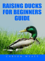 Raising Ducks for Beginner's Guide: Homesteading Freedom