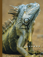 Iguanas