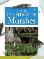 Life in Freshwater Marshes