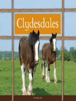 Clydesdales