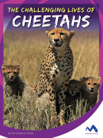 The Challenging Lives of Cheetahs