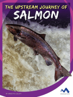 The Upstream Journey of Salmon