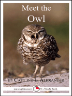 Meet the Owl