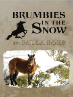 Brumbies in the Snow