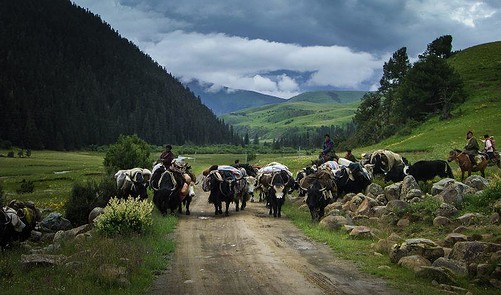Are These The Last Dropka Yak Herders In Sikkim? | Scribd