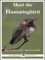 Meet the Hummingbird