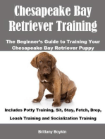 Chesapeake Bay Retriever Training