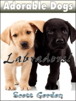 Adorable Dogs: Labradors: Adorable Dogs