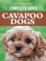 The Complete Guide to Cavapoo Dogs: Everything You Need to Know to Sucessfully Raise and Train Your New Cavapoo Puppy