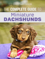 The Complete Guide to Miniature Dachshunds