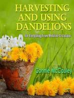 Harvesting And Using Dandelions