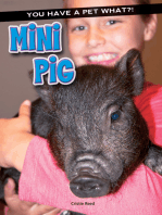 Mini Pig